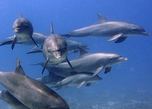 Ausflug zum Schnorcheln und Schwimmen mit Delfinen von Safaga